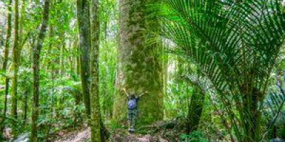 Child hugging kauri tree