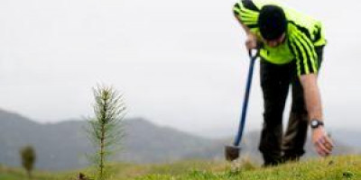 person planting pine seedling
